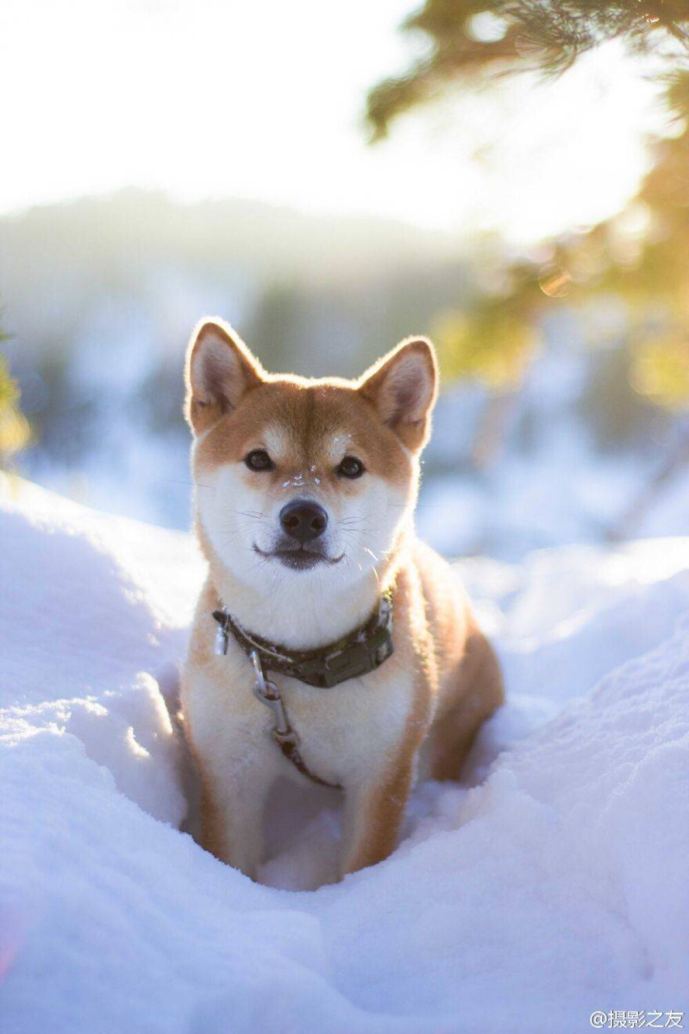 柴犬剑客壁纸图片