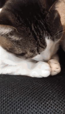 动态猫咪表情