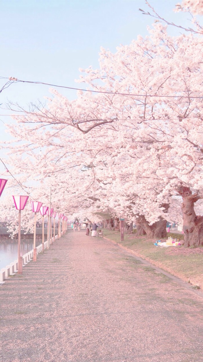 二次元可爱背景图动漫手机背景粉色桌面樱花日本