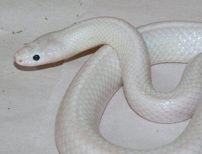 这条罕见的白色蛇可能是一种白色亚种