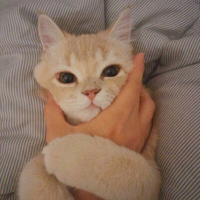 喵仙