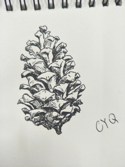松果,线描图