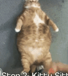 肥猫2