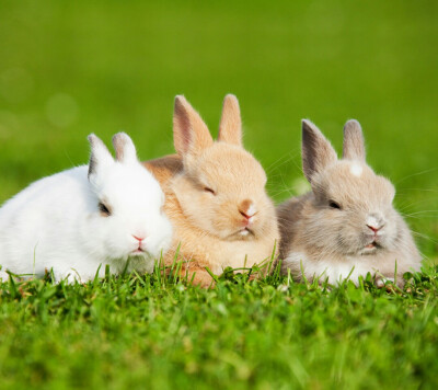 三只兔子照片大全图片图片
