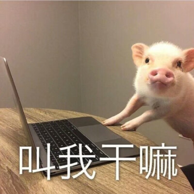 小可爱の表情包 小猪pig 叫我干嘛