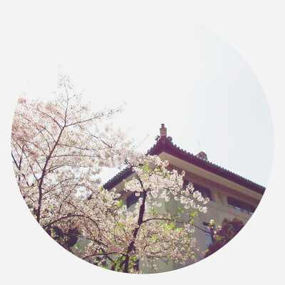 武大樱花手绘