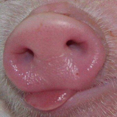 猪头像沙雕搞笑图片