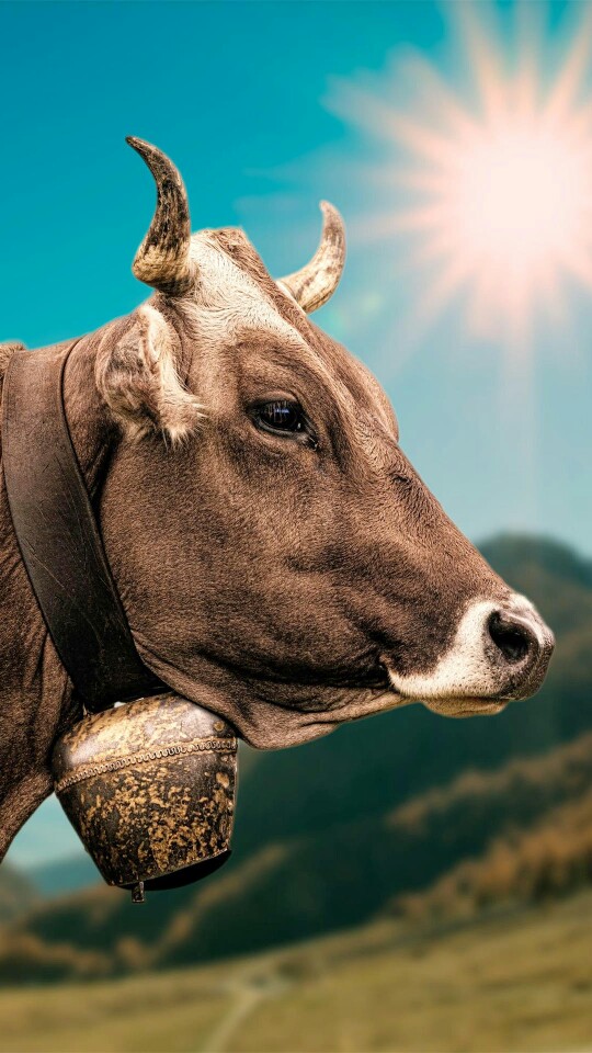 牛- 堆糖,美图壁纸兴趣社区