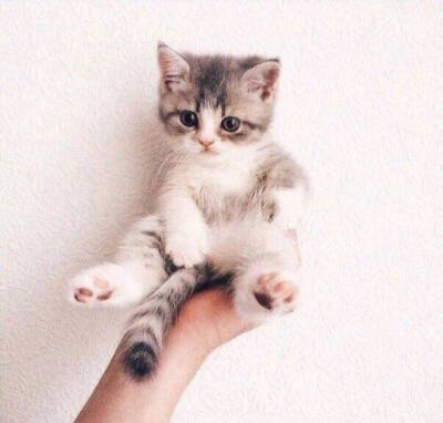 猫咪 背景图