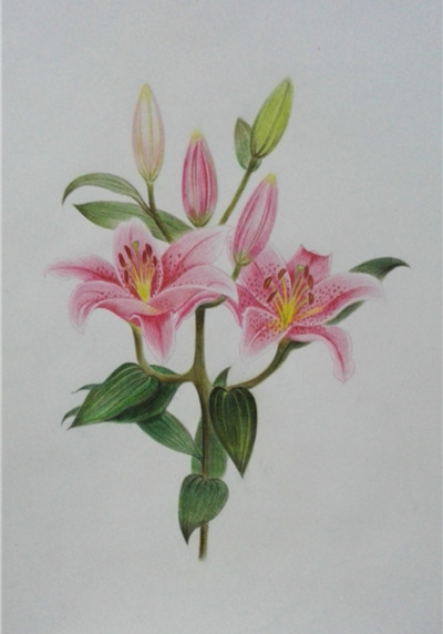 花卉彩铅