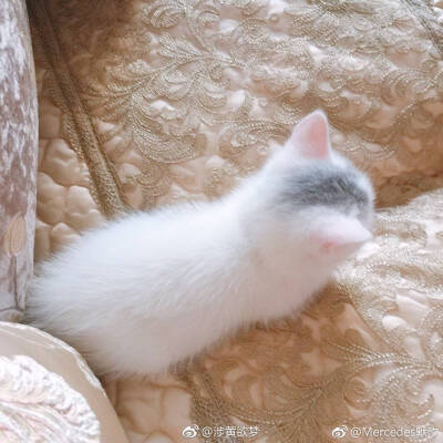 生气的小猫咪