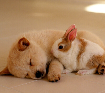 兔子和狗情侣头像图片