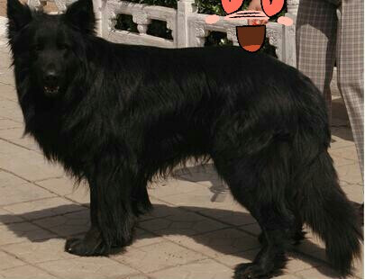 黑熊犬包括格罗安达犬和冀中黑熊犬.