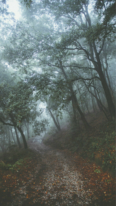 迷雾森林,林间小路