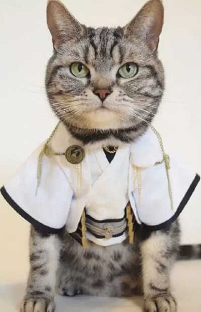 猫武士