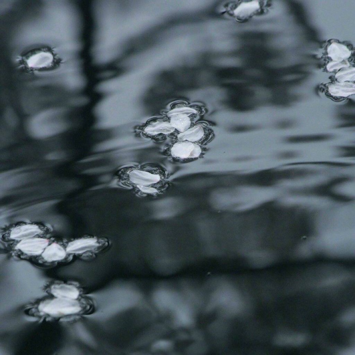 落花流水伤感图片图片