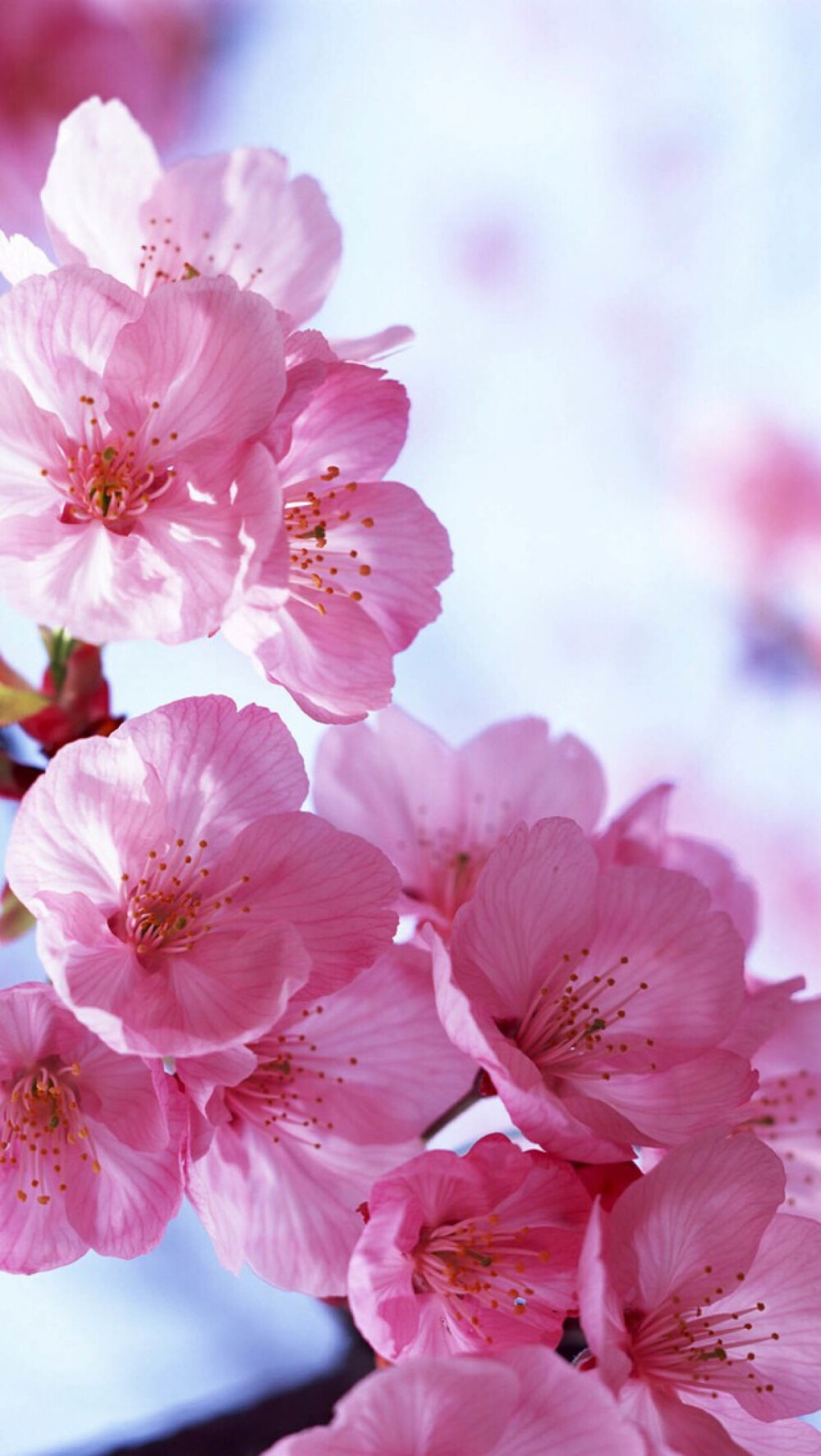 【虎斑收录】高清壁纸 植物 花卉 唯美图片 优美图片