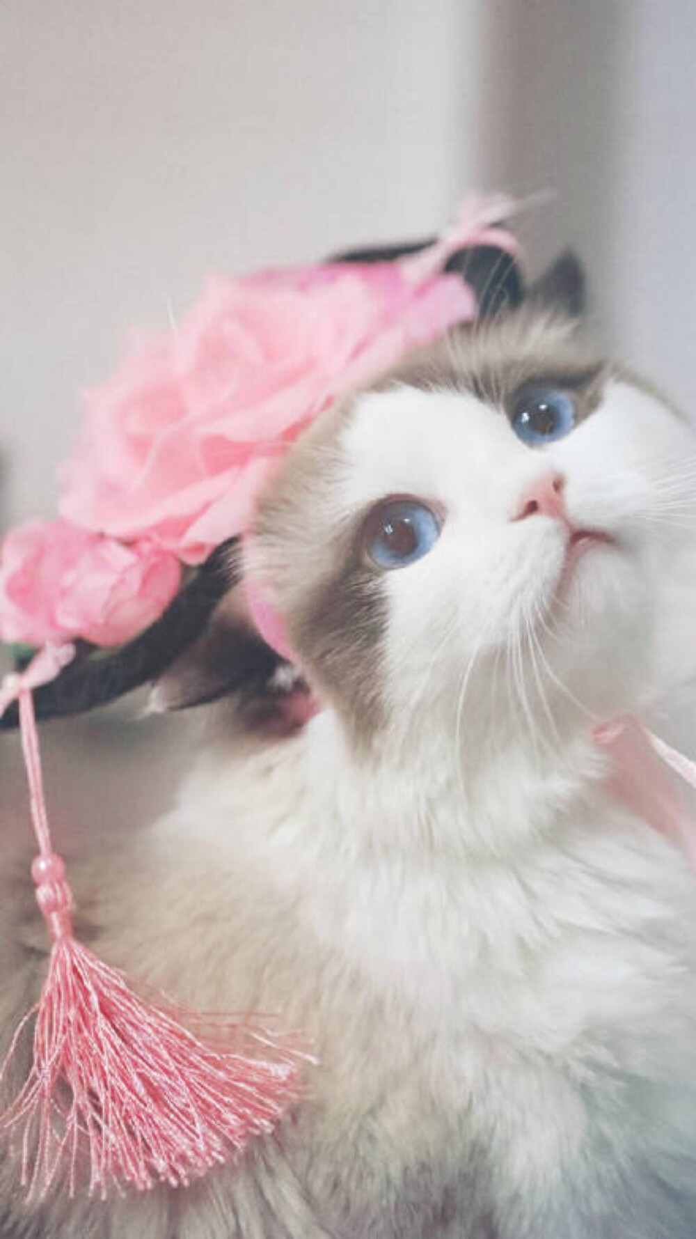 情侣壁纸,可爱壁纸.微信聊天壁纸.猫咪.