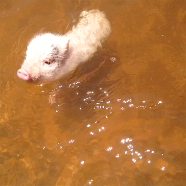 小猪游泳gif图片
