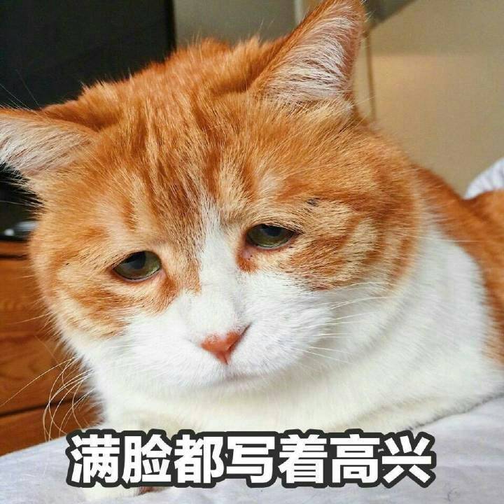 萌宠,猫咪表情包