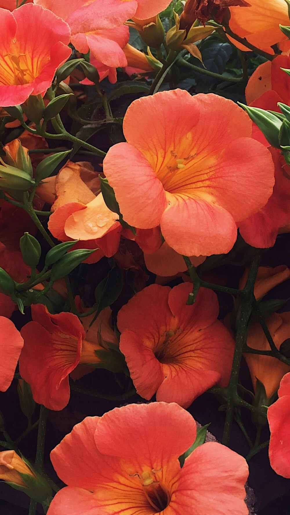 清新唯美简约粉色卡通插画壁纸