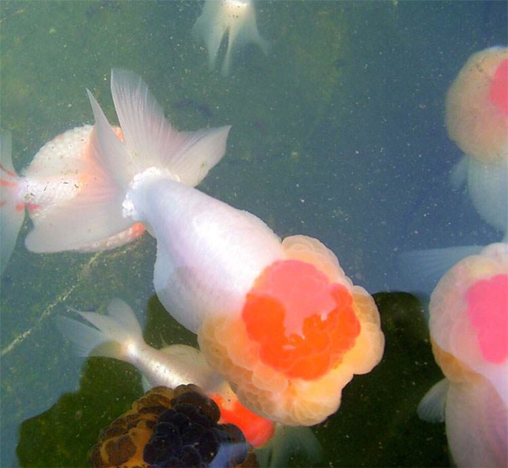 は蛋|红顶虎头鱼