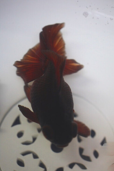 紫蝶尾龙睛鱼图片