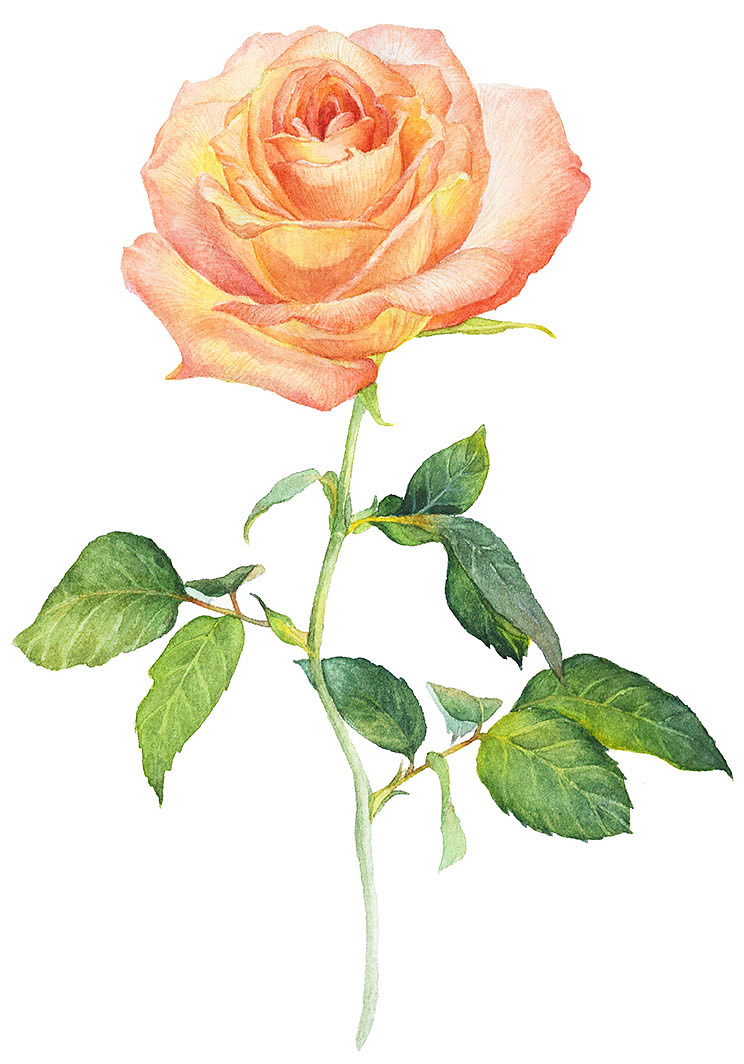 玫瑰的荫下怎么画插图图片