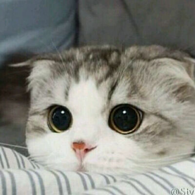 猫咪表情包啦