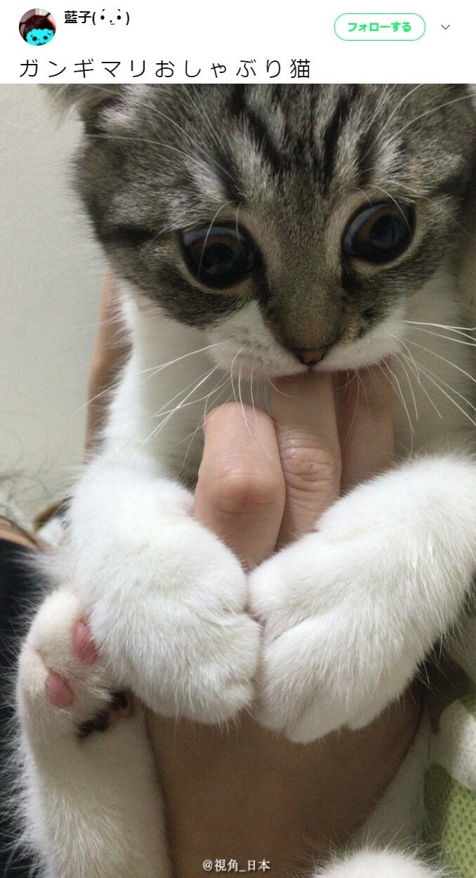 狂吸手指中的猫星人