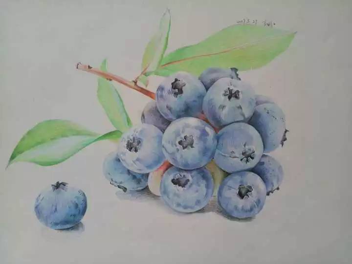 彩铅手绘蓝莓
