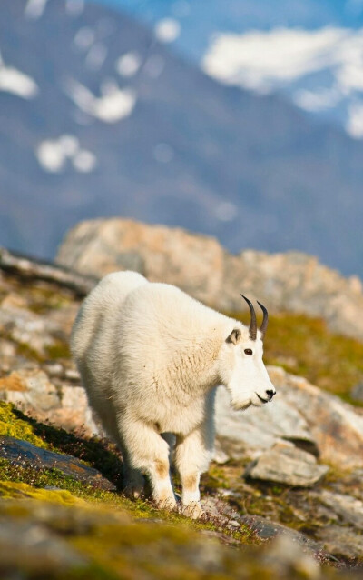 雪羊,善于在悬崖峭壁间攀爬跳跃,只要有可踏之处,不论如何陡峭的悬崖