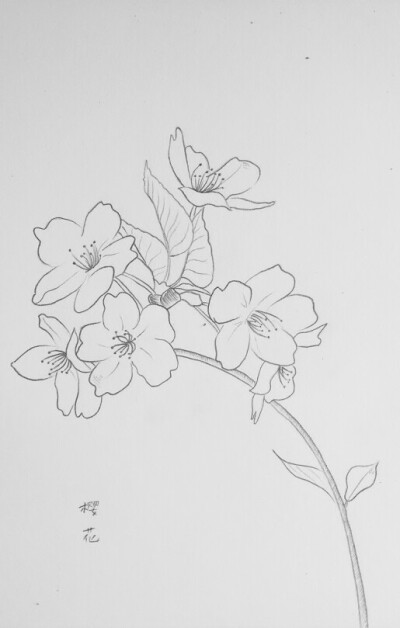 如何画樱花树铅笔图片