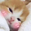 阮音:猫咪表情包