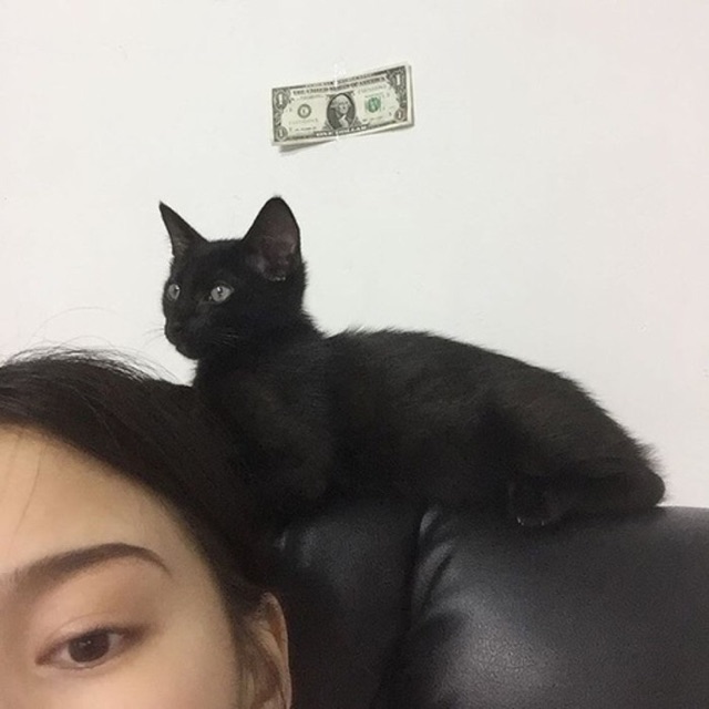 抱猫的女生头像 黑色图片