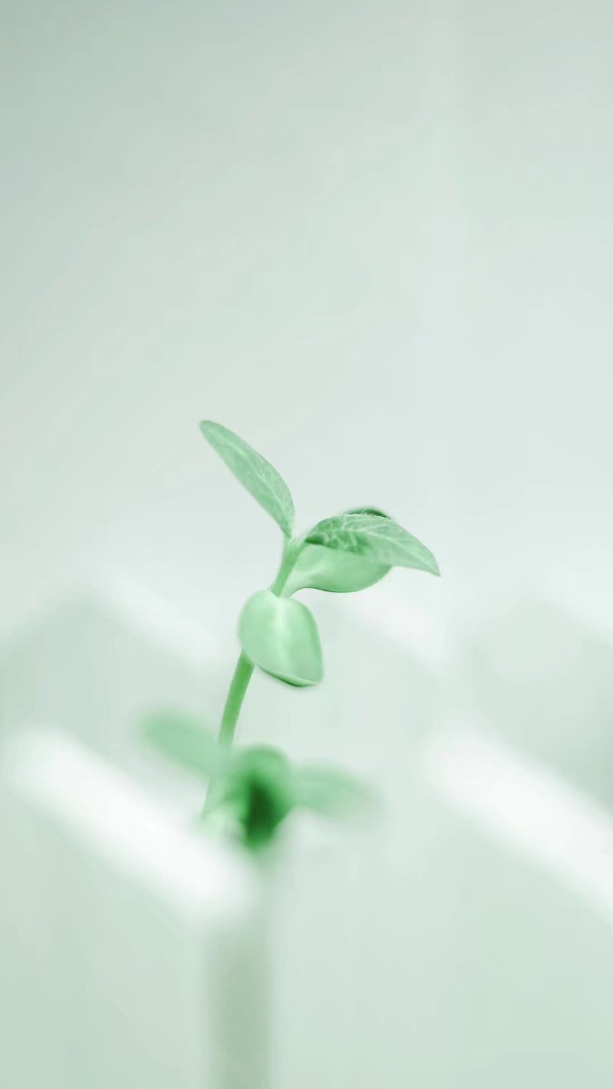 【虎斑收录】高清图 手机壁纸 萌萌哒 清新 壁纸 摄影 人生好像简单到