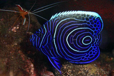 大花脸天使鱼大花脸天使鱼(juvenile emperer angel fish)是世界上最