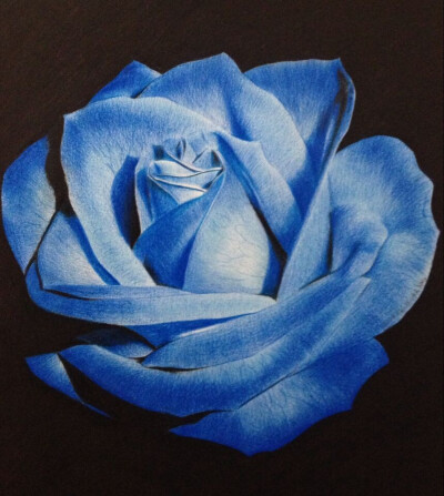 蓝玫瑰彩铅画图片