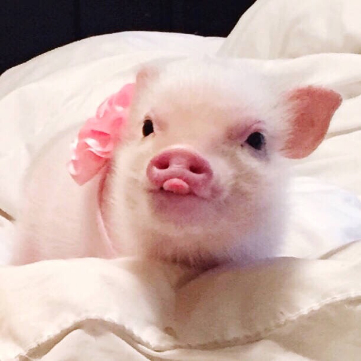 可爱猪猪头像 霸气图片