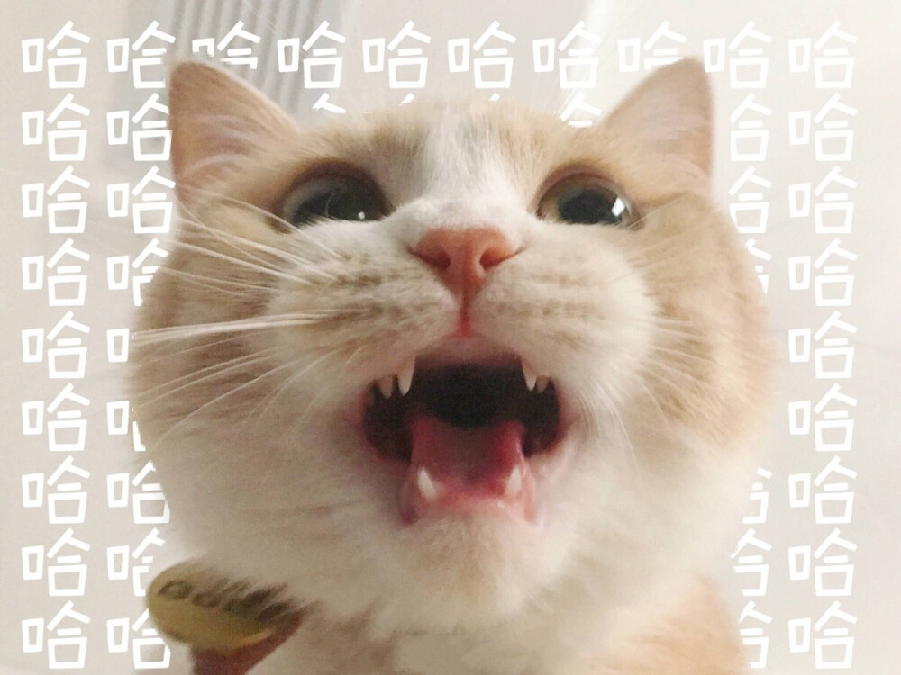 猫咪哈哈表情包图片