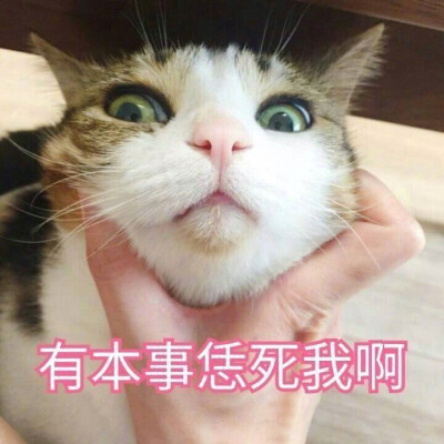 猫咪探头表情包