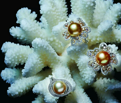 世界上最美的珍珠图片