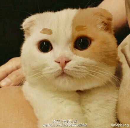 喵塔利亚真猫版英