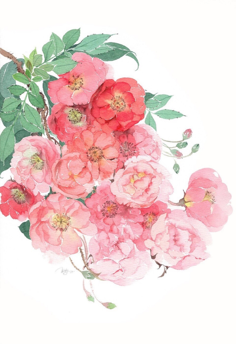 水彩手绘插画画花