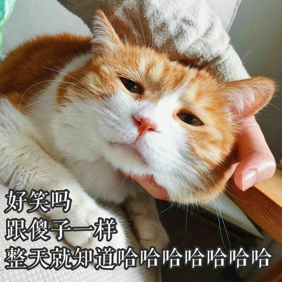 猫咪表情包