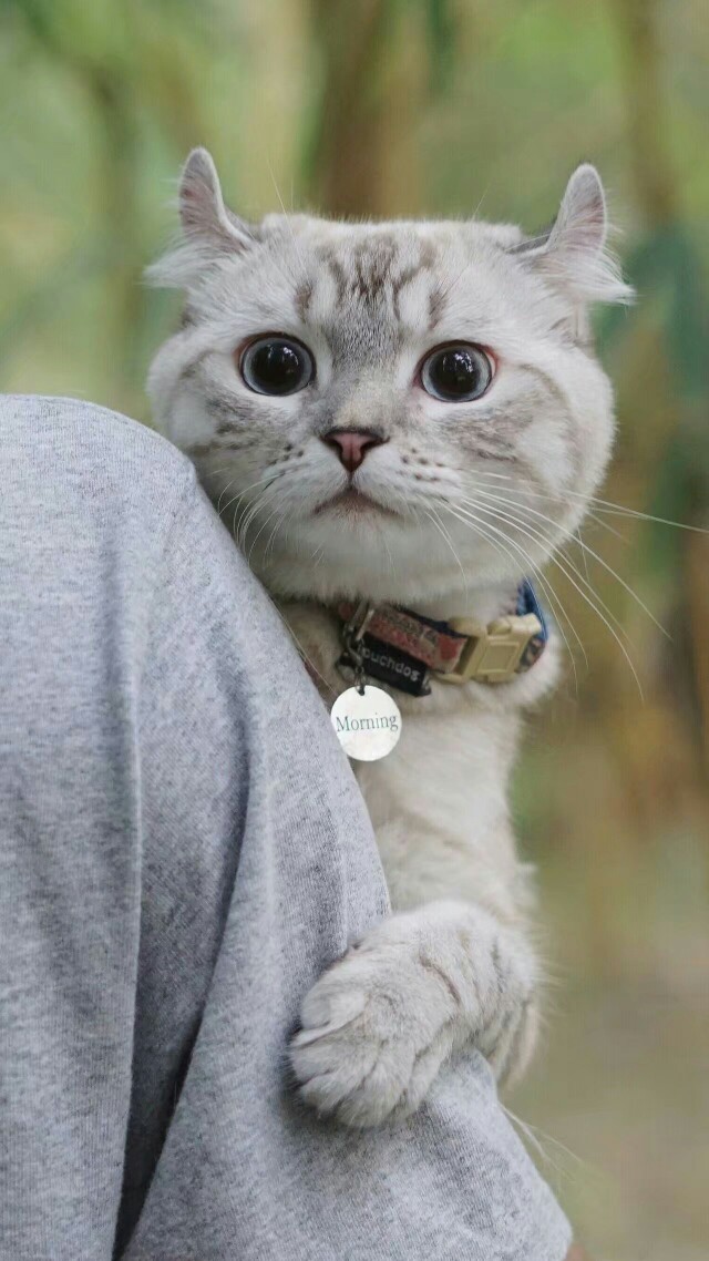 小猫咪高清壁纸