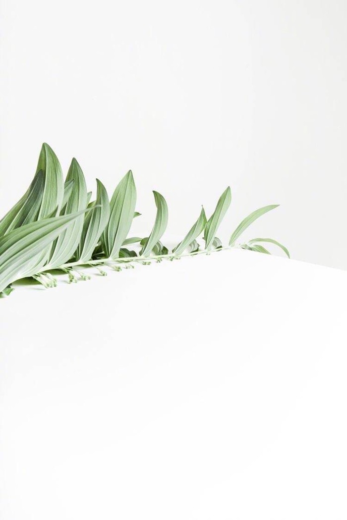 叶子白色清新日系