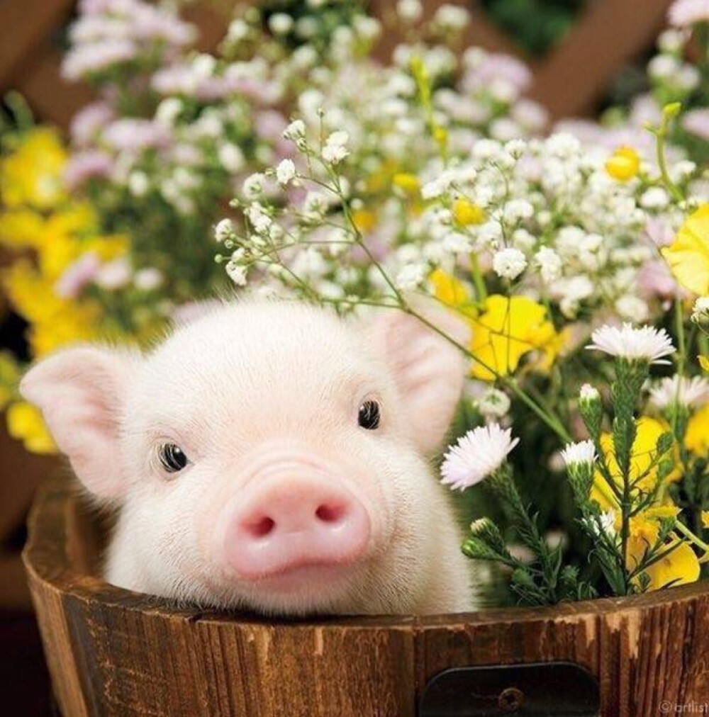 猪的图片大全唯美图片