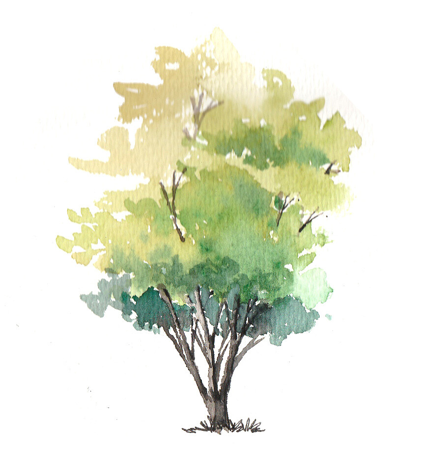 大树水彩画简单图片