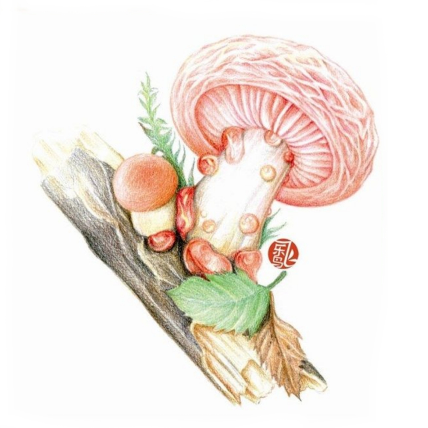 彩铅手绘(蘑菇)